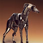 Whippet